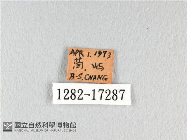 翠鳳蝶蘭嶼亞種藏品圖，第3張