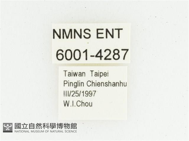 血紅虎斑花金龜藏品圖，第2張