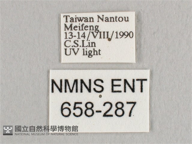 銀端帶鉤蛾藏品圖，第3張