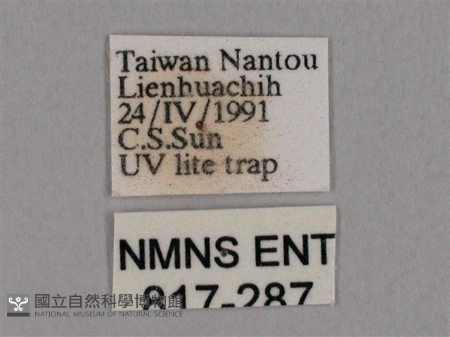 擬凹角鉤蛾藏品圖，第3張