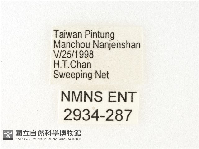旖斑蝶藏品圖，第3張