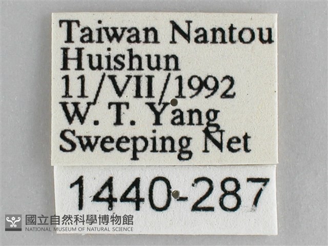 細帶環蛺蝶藏品圖，第3張