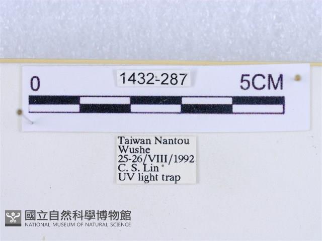 閃光苔蛾藏品圖，第3張