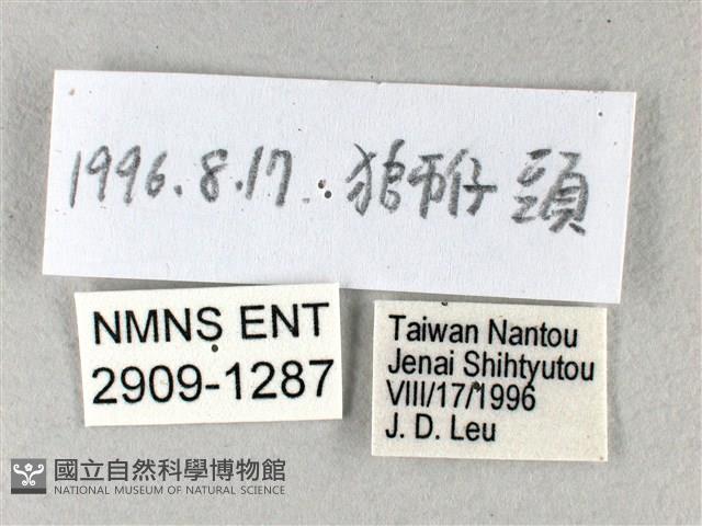 禾弄蝶藏品圖，第3張