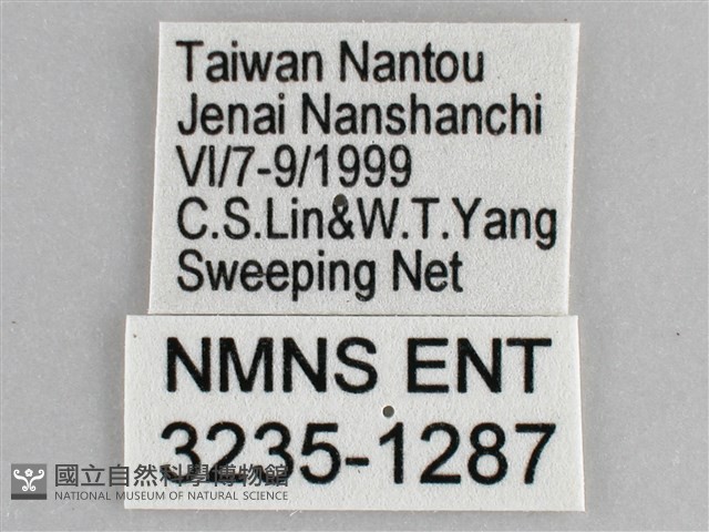 網絲蛺蝶、石牆蝶藏品圖，第3張