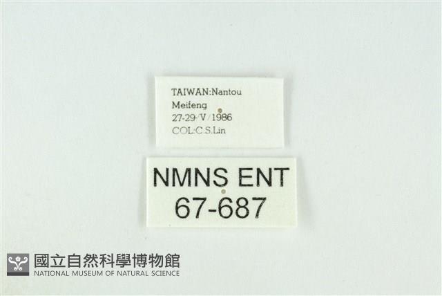 寬紋黃毒蛾藏品圖，第3張