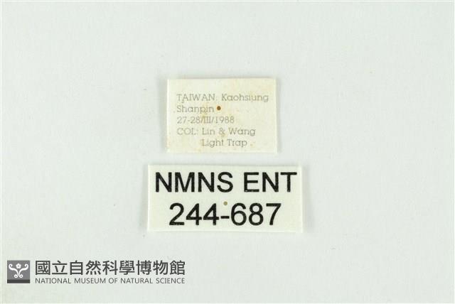 黑翅黃毒蛾藏品圖，第3張