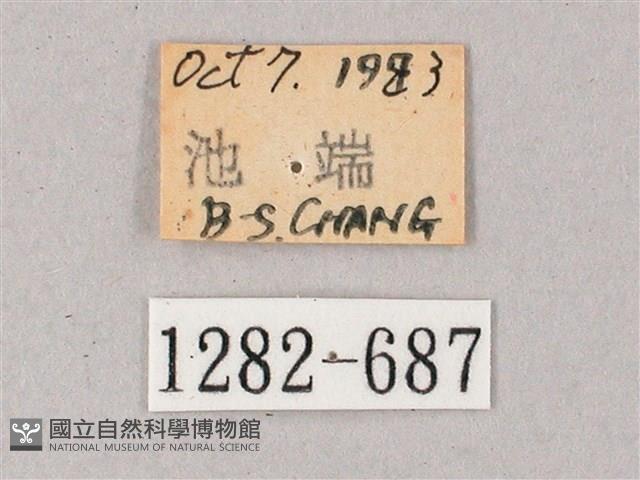 雙斑白肩天蛾藏品圖，第3張