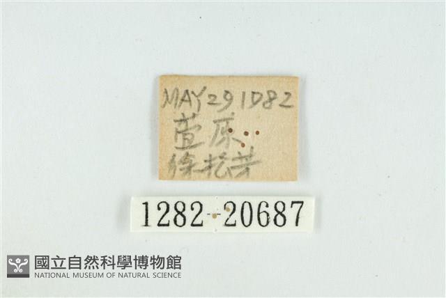 白芒翠灰蝶藏品圖，第3張