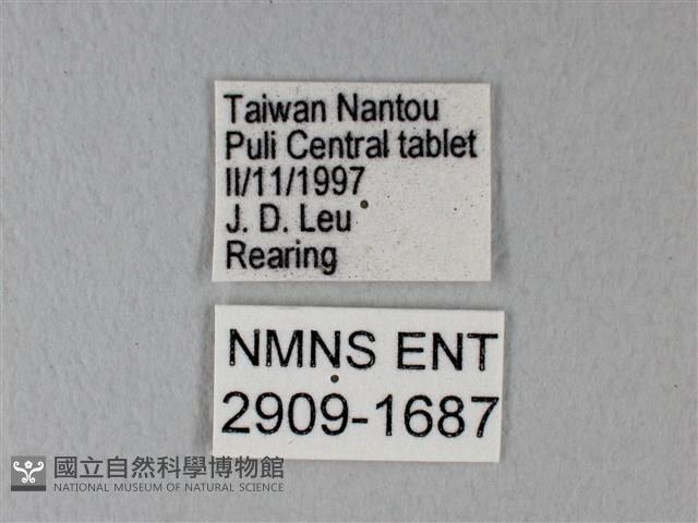 緣點白粉蝶藏品圖，第3張