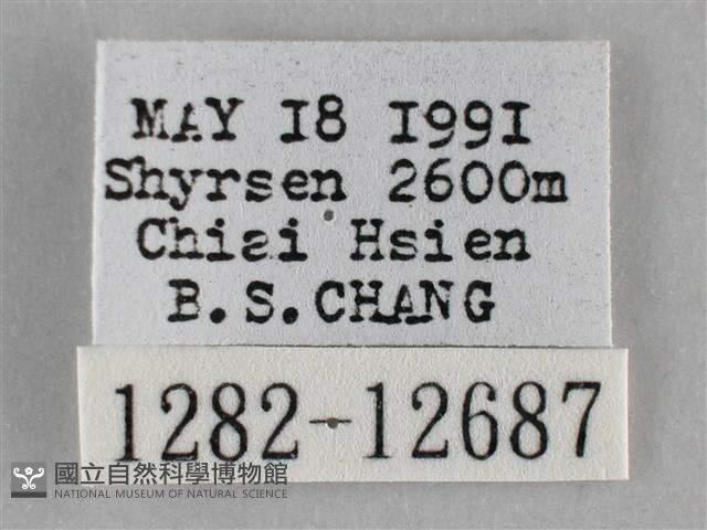 雙峰霜尺蛾藏品圖，第3張