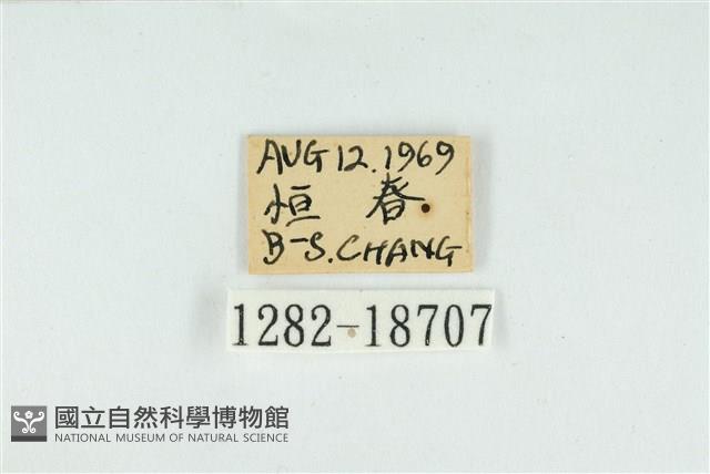 折列藍灰蝶沖繩亞種藏品圖，第3張