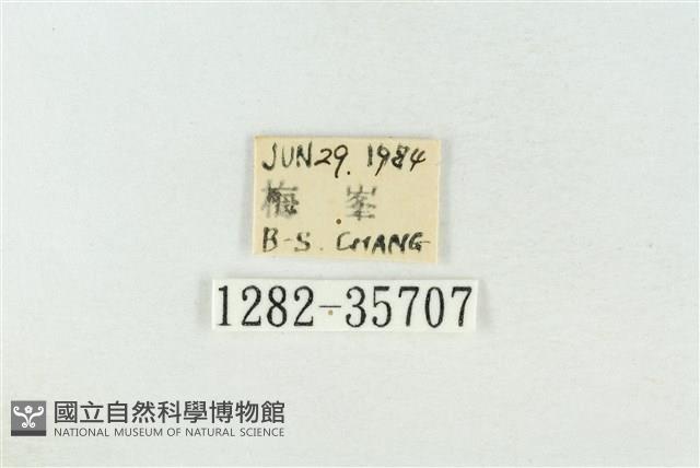 連珠波紋蛾藏品圖，第3張