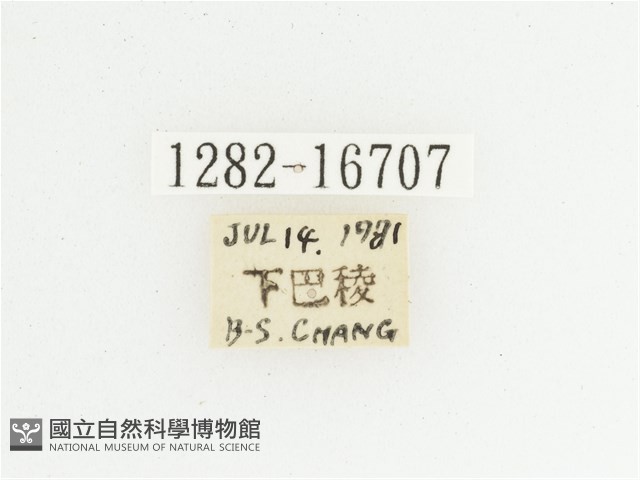 綠艷長腳花金龜藏品圖，第2張