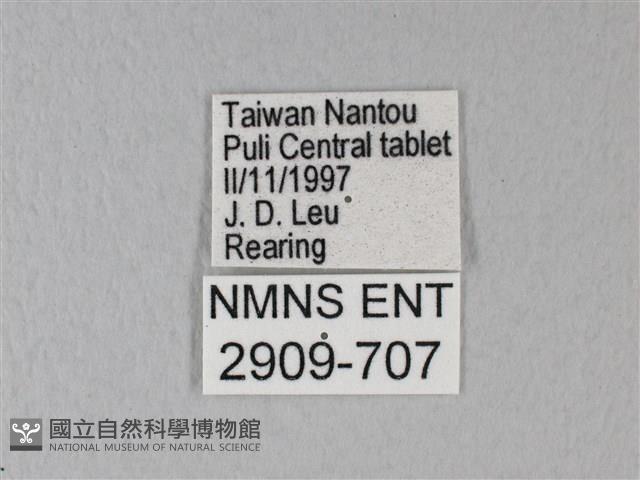 緣點白粉蝶藏品圖，第3張