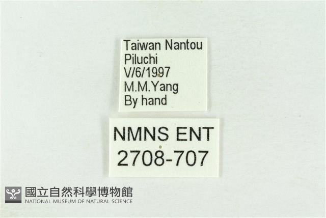 棍棒污燈蛾藏品圖，第3張