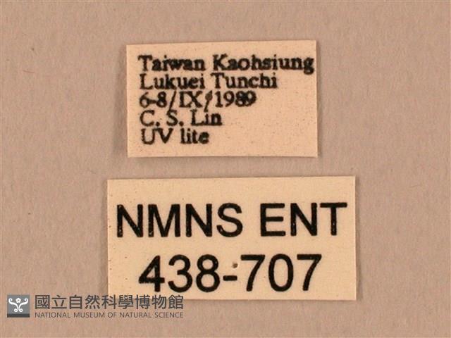 棕綠背線天蛾藏品圖，第3張