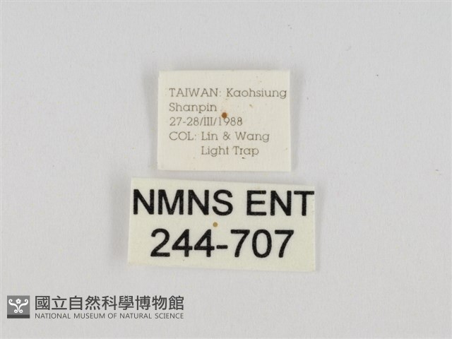 線紋篩蛾藏品圖，第3張