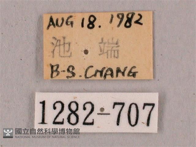 直翅六點天蛾藏品圖，第3張