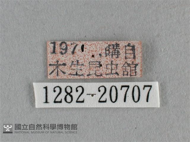 臺灣榿翠灰蝶藏品圖，第3張