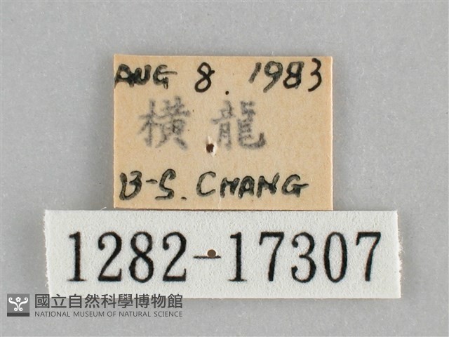 網絲蛺蝶、石牆蝶藏品圖，第3張