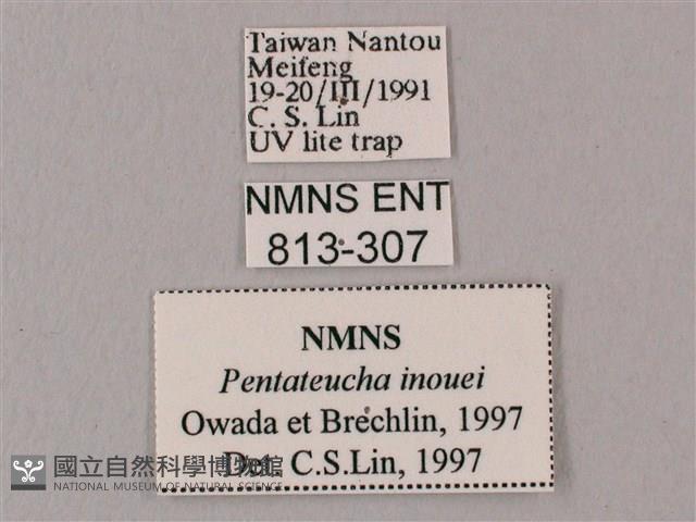 井上氏絨毛天蛾藏品圖，第3張