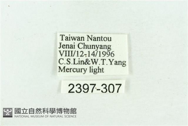 粉紅帶散紋夜蛾藏品圖，第3張