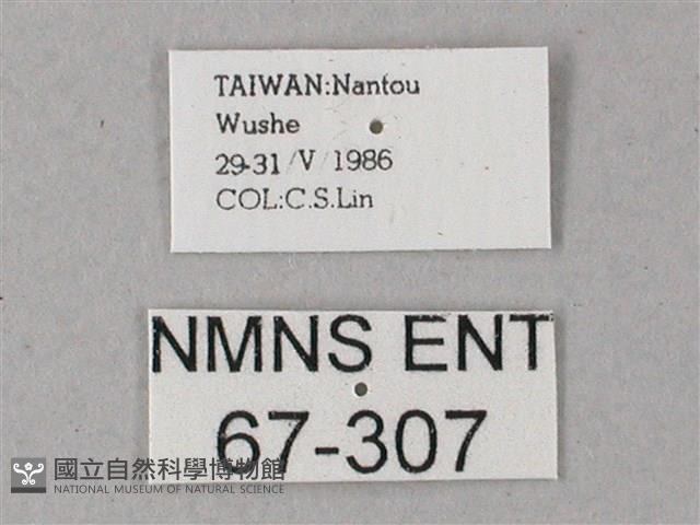 藏斜紋天蛾藏品圖，第3張