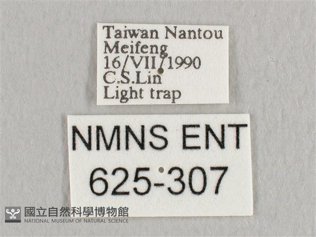 銀端帶鉤蛾藏品圖，第3張