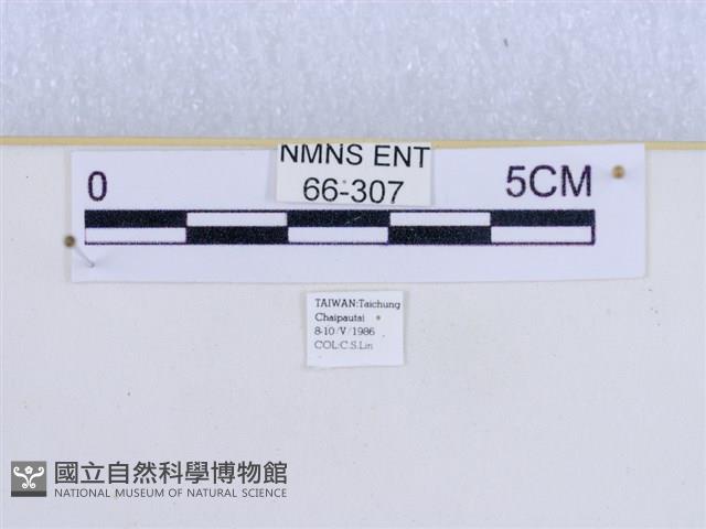 巨網燈蛾藏品圖，第3張