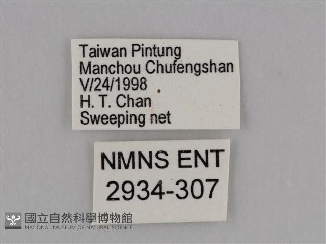 亮色黃蝶藏品圖，第3張