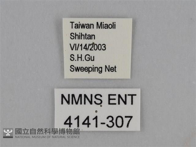 豔粉蝶藏品圖，第3張