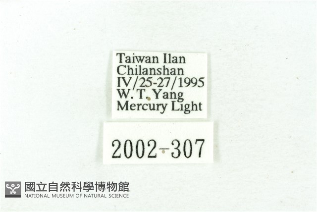 臺雪苔蛾藏品圖，第3張