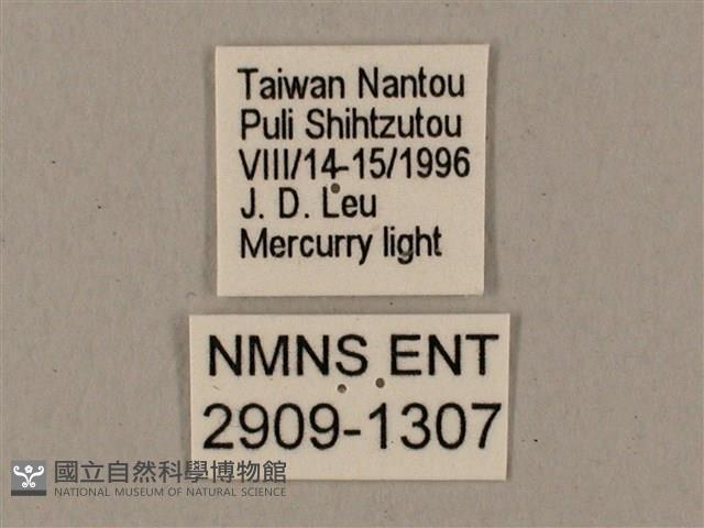 鋸線天蛾藏品圖，第3張