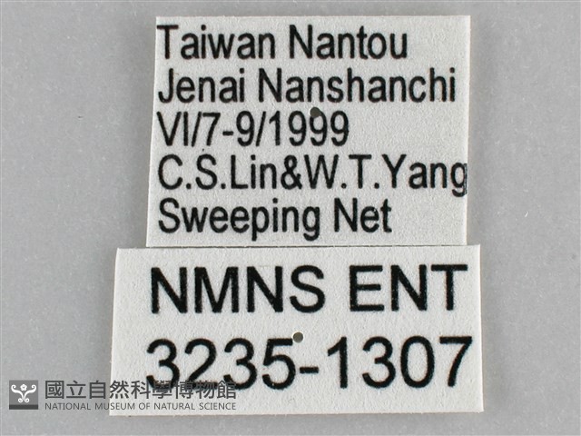 網絲蛺蝶、石牆蝶藏品圖，第3張