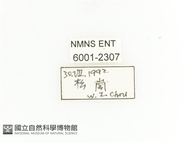 臺灣扇角金龜藏品圖，第2張