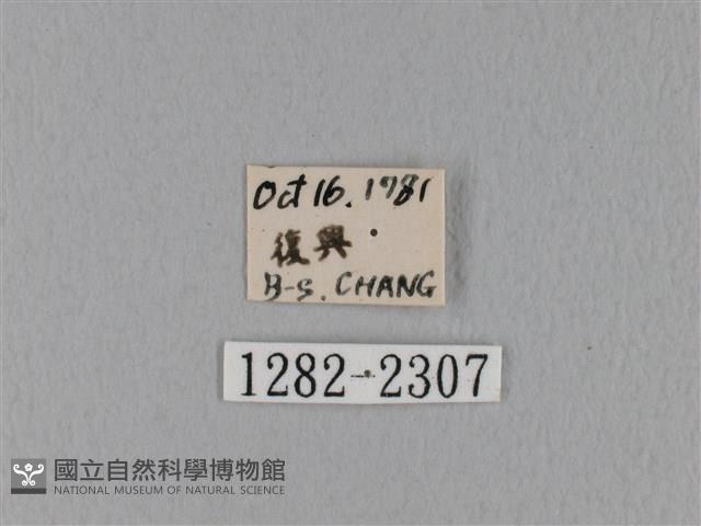 鋸緣枯葉蛾藏品圖，第3張