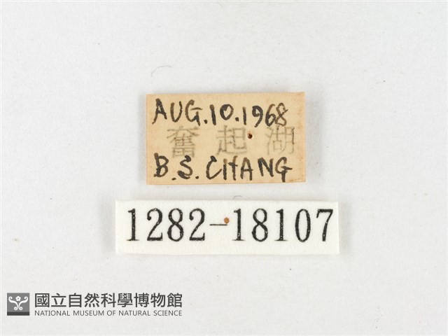 島嶼黃蝶、江崎黃蝶藏品圖，第3張