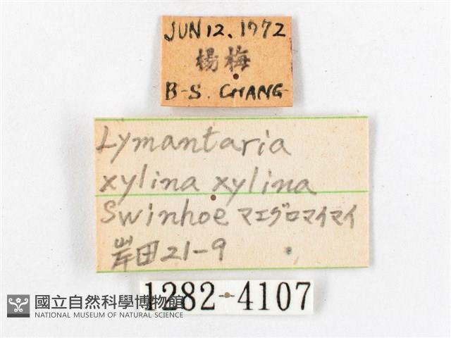 木毒蛾藏品圖，第3張