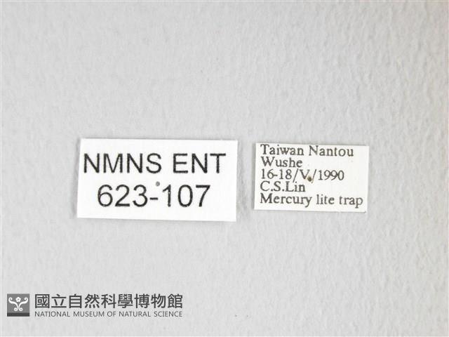 圓翅大鉤蛾藏品圖，第3張