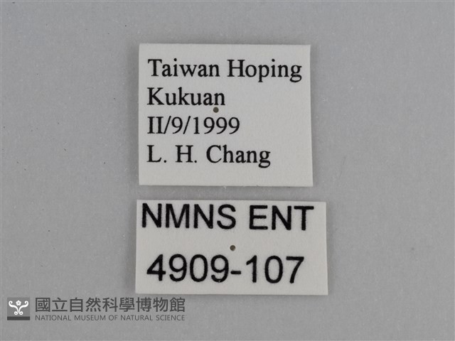 豔粉蝶藏品圖，第3張
