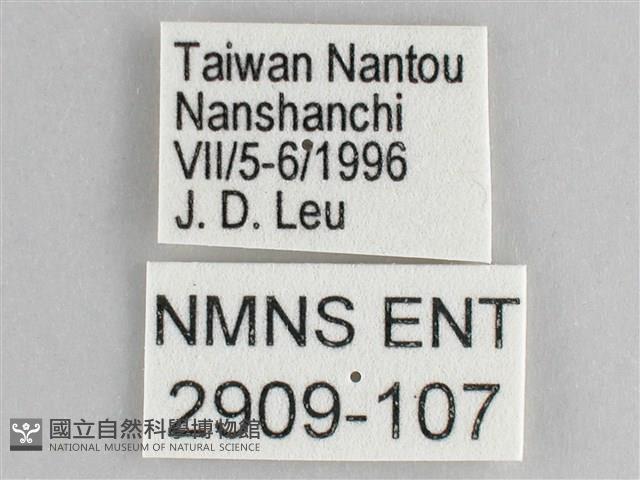 鋸粉蝶藏品圖，第3張