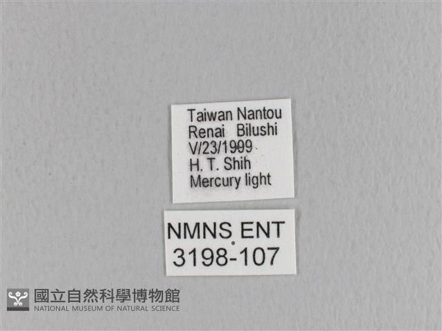 臺灣枯葉蛾藏品圖，第3張