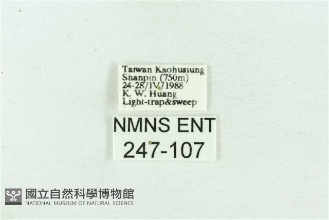 菊池污燈蛾藏品圖，第3張