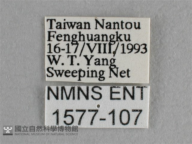 異色尖粉蝶藏品圖，第3張