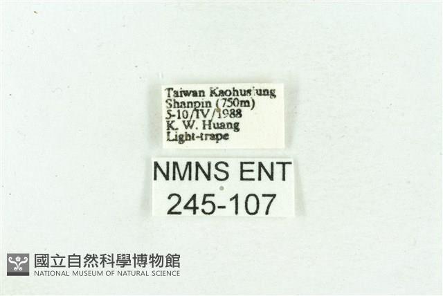 菊池污燈蛾藏品圖，第3張