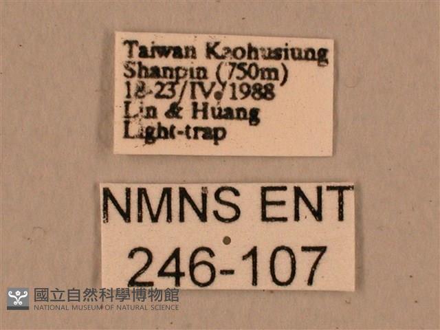 背中白天蛾藏品圖，第3張