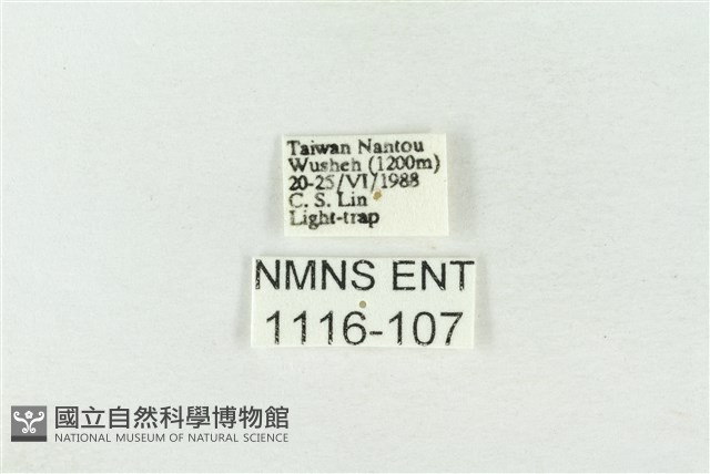 素木綠刺蛾藏品圖，第3張