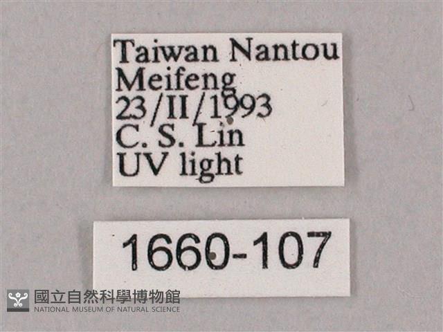 井上氏絨毛天蛾藏品圖，第3張