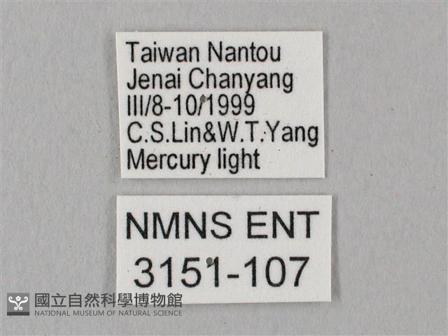 直翅六點天蛾藏品圖，第3張